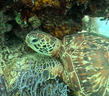 初心者専門宮古島シュノーケリングツアーに投稿された画像（2024/4/26）