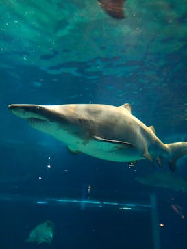 アクアワールド茨城県大洗水族館に投稿された画像（2024/4/26）