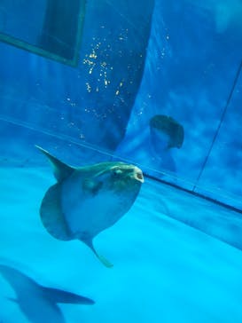 アクアワールド茨城県大洗水族館に投稿された画像（2024/4/26）
