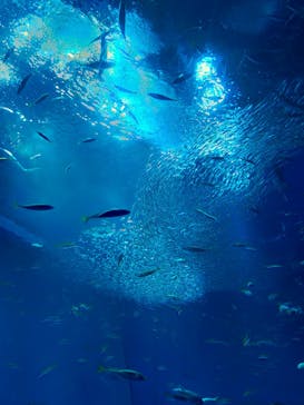 アクアワールド茨城県大洗水族館に投稿された画像（2024/4/26）