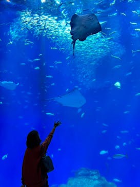 アクアワールド茨城県大洗水族館に投稿された画像（2024/4/26）