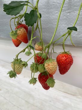 空飛ぶいちご東京に投稿された画像（2024/4/26）