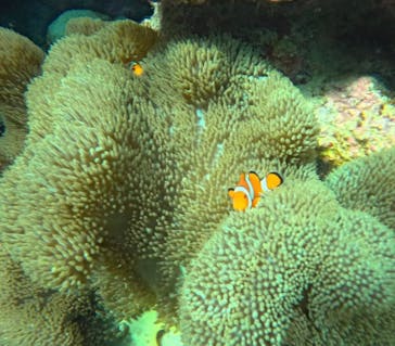 石垣島 ADVENTURE PiPi（イシガキジマアドベンチャーピピ）に投稿された画像（2024/4/26）