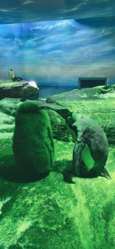 島根県立 しまね海洋館に投稿された画像（2024/4/26）