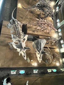 福井県立恐竜博物館に投稿された画像（2024/4/27）