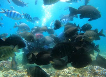 武藤潜水に投稿された画像（2024/4/27）