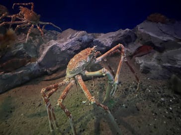 名古屋港水族館に投稿された画像（2024/4/27）