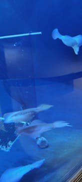 上越市立水族博物館 うみがたりに投稿された画像（2024/4/27）