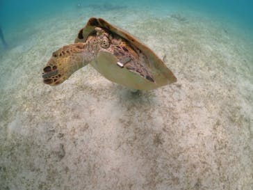 初心者専門宮古島シュノーケリングツアーに投稿された画像（2024/4/27）