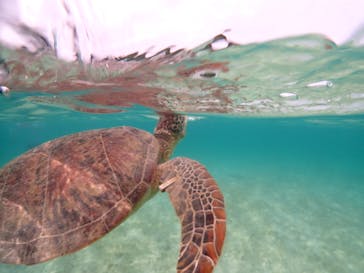 初心者専門宮古島シュノーケリングツアーに投稿された画像（2024/4/27）