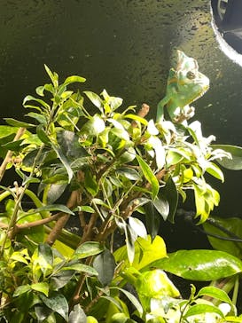 サケのふるさと 千歳水族館に投稿された画像（2024/4/27）