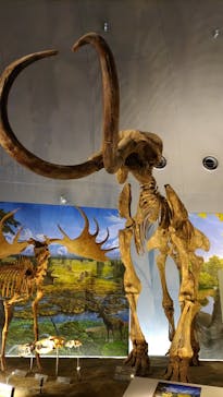 福井県立恐竜博物館に投稿された画像（2024/4/27）