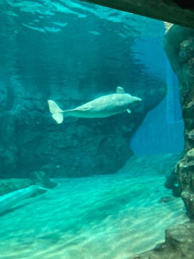 名古屋港水族館に投稿された画像（2024/4/27）