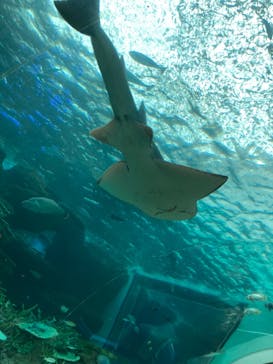 名古屋港水族館に投稿された画像（2024/4/27）