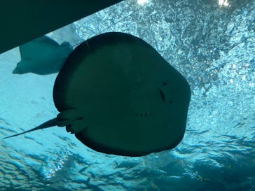 名古屋港水族館に投稿された画像（2024/4/27）