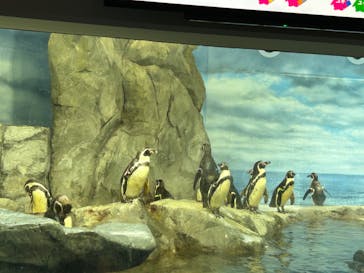 新江ノ島水族館に投稿された画像（2024/4/27）