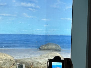 新江ノ島水族館に投稿された画像（2024/4/27）