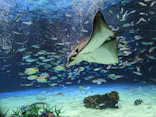 サンシャイン水族館に投稿された画像（2024/4/27）