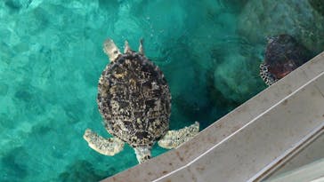 名古屋港水族館に投稿された画像（2024/4/27）