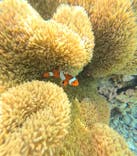 宮古島 ADVENTURE PiPi（ミヤコジマ アドベンチャー ピピ）に投稿された画像（2024/4/27）