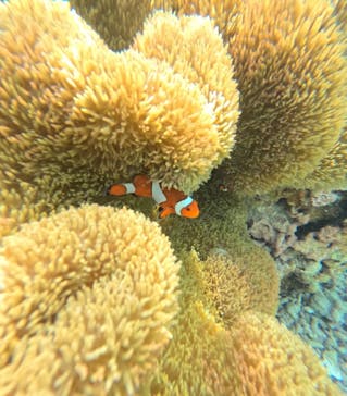 宮古島 ADVENTURE PiPi（ミヤコジマ アドベンチャー ピピ）に投稿された画像（2024/4/27）