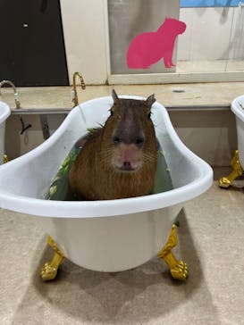 アニタッチアクアシティお台場に投稿された画像（2024/4/27）