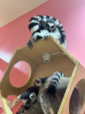 アニタッチアクアシティお台場に投稿された画像（2024/4/27）