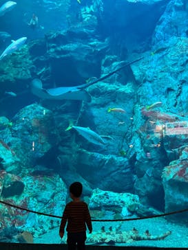 大分マリーンパレス水族館 「うみたまご」に投稿された画像（2024/4/27）
