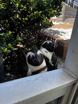 マリンワールド海の中道に投稿された画像（2024/4/27）