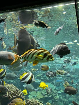 串本海中公園水族館に投稿された画像（2024/4/27）