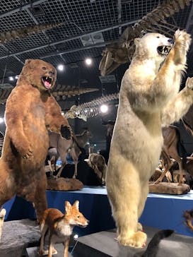 特別展「大哺乳類展３－わけてつなげて大行進」に投稿された画像（2024/4/27）