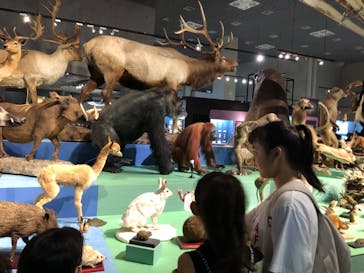 特別展「大哺乳類展３－わけてつなげて大行進」に投稿された画像（2024/4/27）