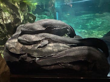 京都水族館に投稿された画像（2024/4/27）