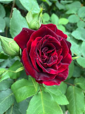 浜名湖花博2024に投稿された画像（2024/4/27）