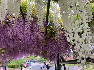 浜名湖花博2024に投稿された画像（2024/4/27）