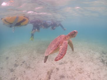 初心者専門宮古島シュノーケリングツアーに投稿された画像（2024/4/27）