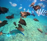 沖縄マリンサービス碧に投稿された画像（2024/4/27）