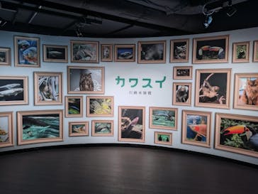 カワスイ 川崎⽔族館に投稿された画像（2024/4/27）
