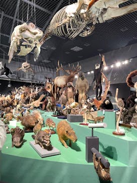 特別展「大哺乳類展３－わけてつなげて大行進」に投稿された画像（2024/4/27）