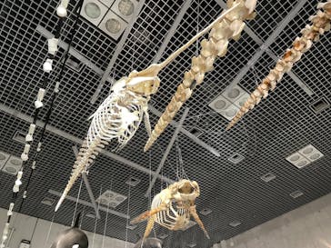 特別展「大哺乳類展３－わけてつなげて大行進」に投稿された画像（2024/4/27）