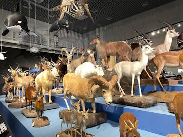 特別展「大哺乳類展３－わけてつなげて大行進」に投稿された画像（2024/4/27）
