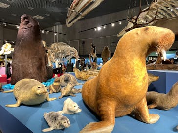 特別展「大哺乳類展３－わけてつなげて大行進」に投稿された画像（2024/4/27）