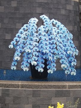 浜名湖花博2024に投稿された画像（2024/4/27）