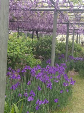 浜名湖花博2024に投稿された画像（2024/4/27）