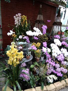 浜名湖花博2024に投稿された画像（2024/4/27）