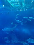 沖縄美ら海水族館に投稿された画像（2024/4/27）