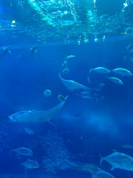 沖縄美ら海水族館に投稿された画像（2024/4/27）
