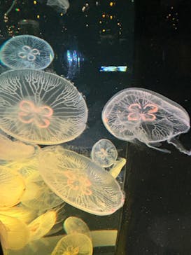 マクセル アクアパーク品川に投稿された画像（2024/4/27）