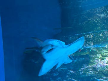 マクセル アクアパーク品川に投稿された画像（2024/4/27）