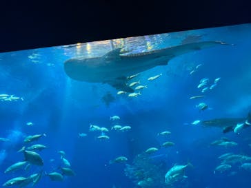 沖縄美ら海水族館に投稿された画像（2024/4/27）